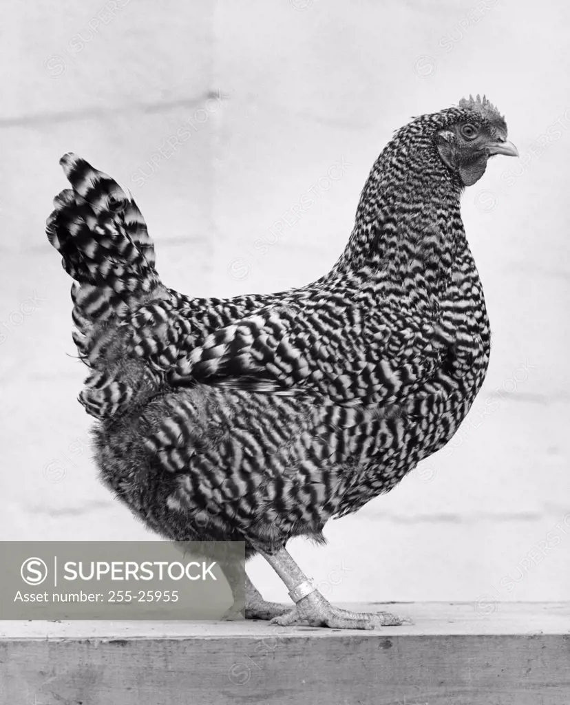 Side profile of a Barred Plymouth Rock Chicken