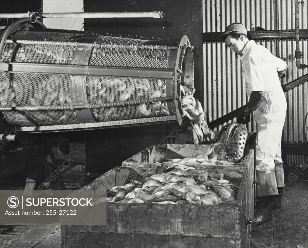 Vintage photograph. Mid adult man scaling and washing fish using a revolving drum, General Foods Corporation