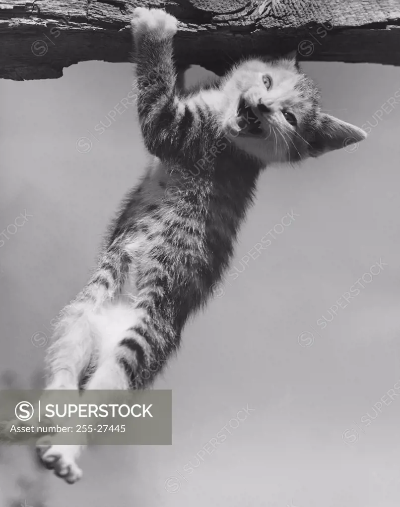 Kitten hanging from a branch