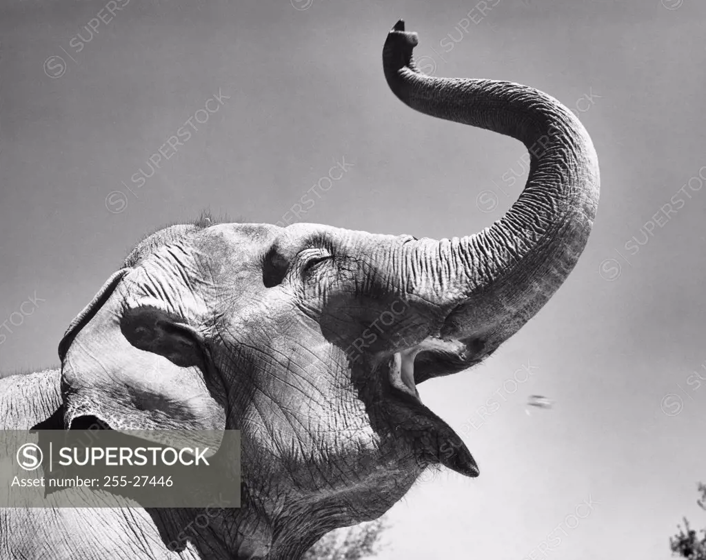 Close-up of an Indian Elephant standing with its mouth open (Elephas maximus indicus)