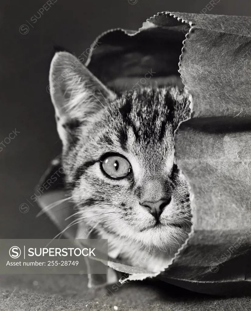 Cat peeking out of a paper bag