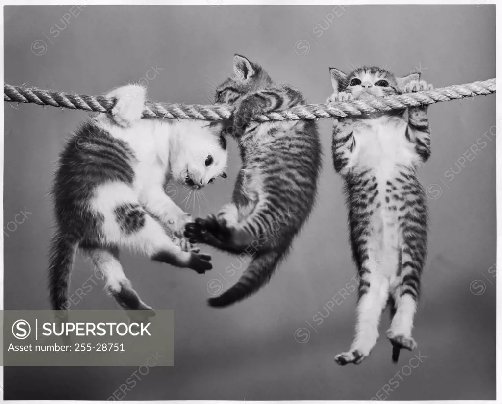 Three kittens hanging from a rope