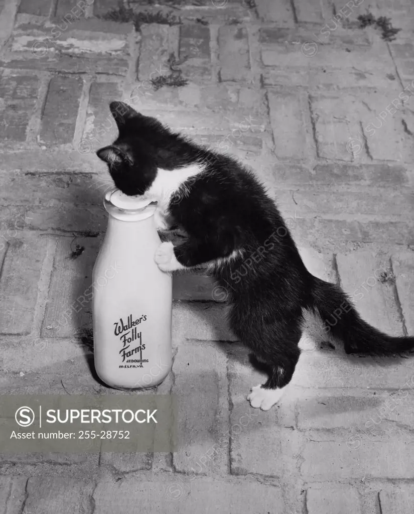 Kitten drinking milk out of a bottle