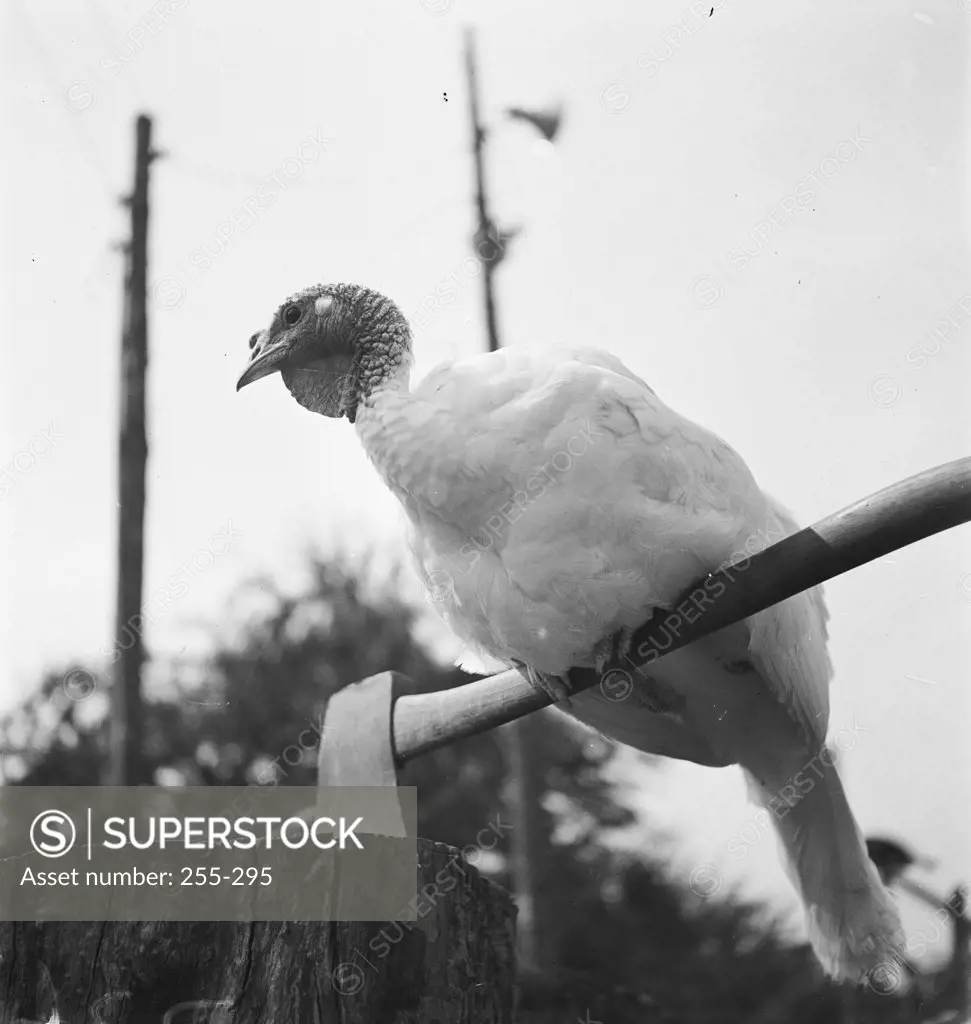 Vintage photograph. Low angle view of a turkey sitting on axe stuck in log