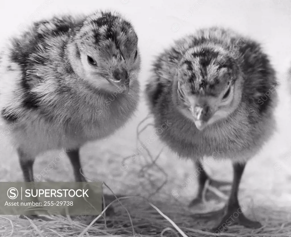 Two chicks standing on straw