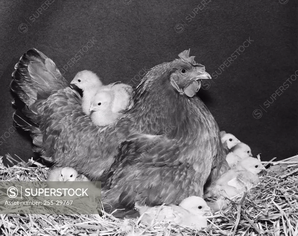 Hen with its chicks