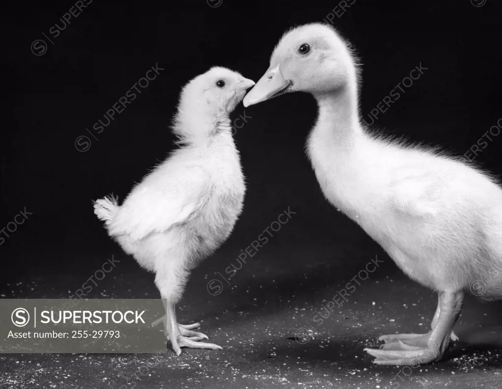 Young chick and duckling