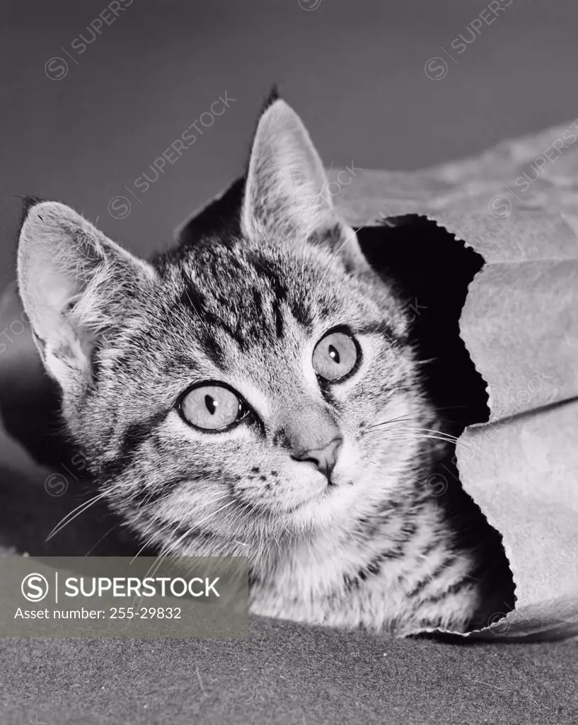 Cat lying in a paper bag