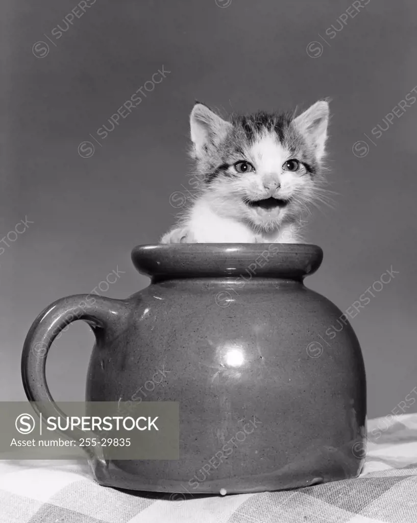Kitten in a jar