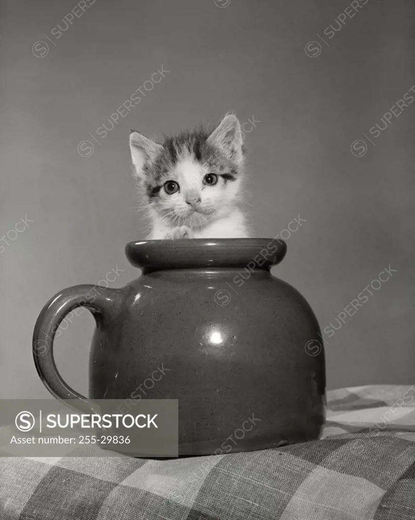 Kitten in a jar