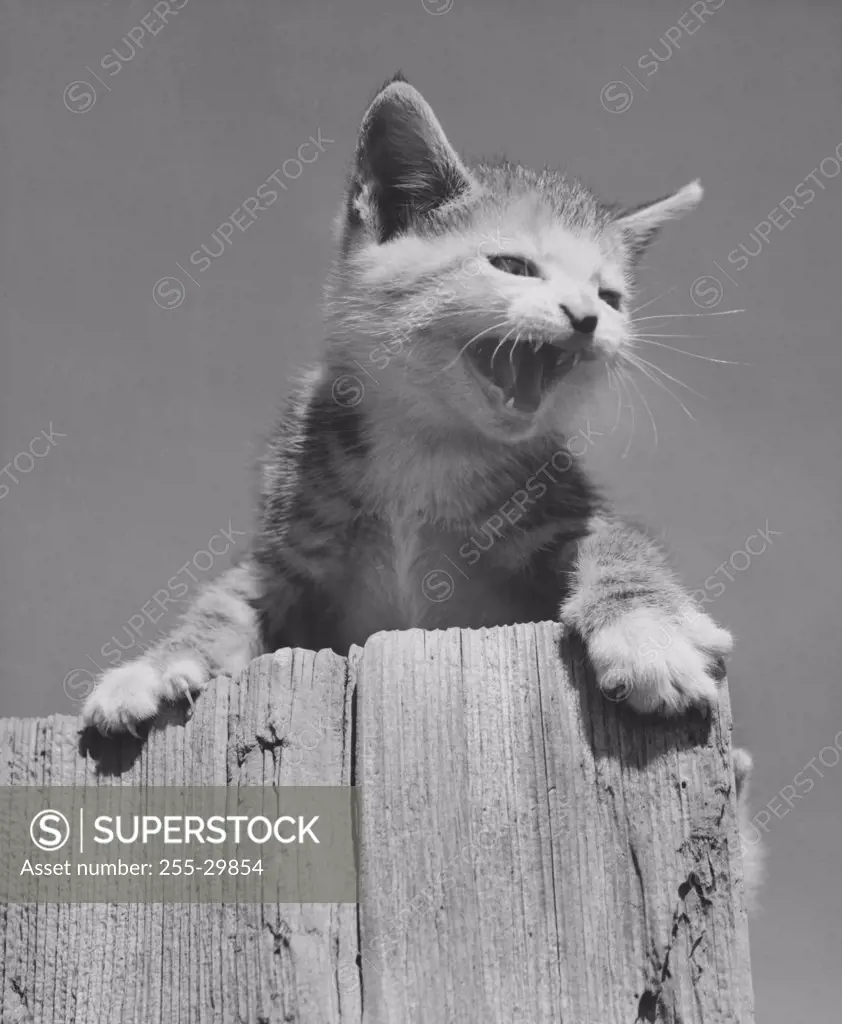 Kitten on a tree stump