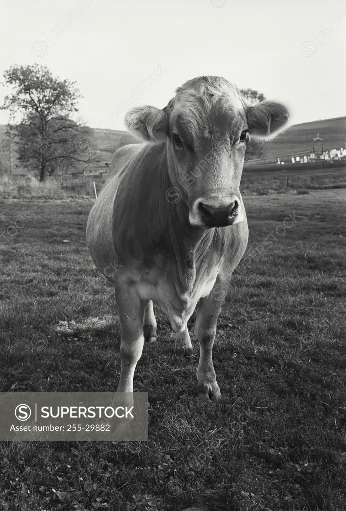 Vintage Photograph. Swiss Brown Cow in field on farm