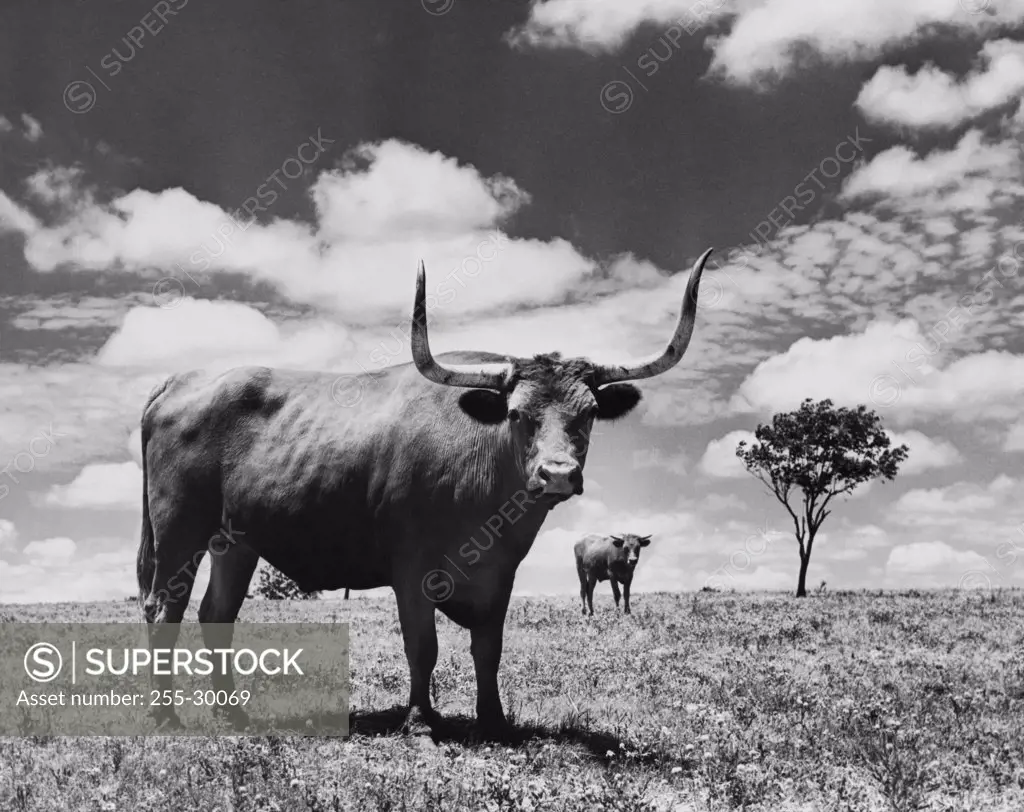 Two Texas Longhorn cattle standing in a field