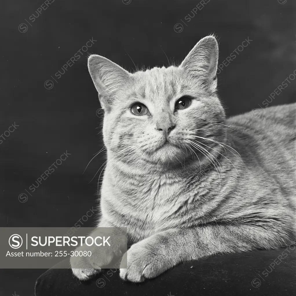 Vintage Photograph. Cat lying down and looking up