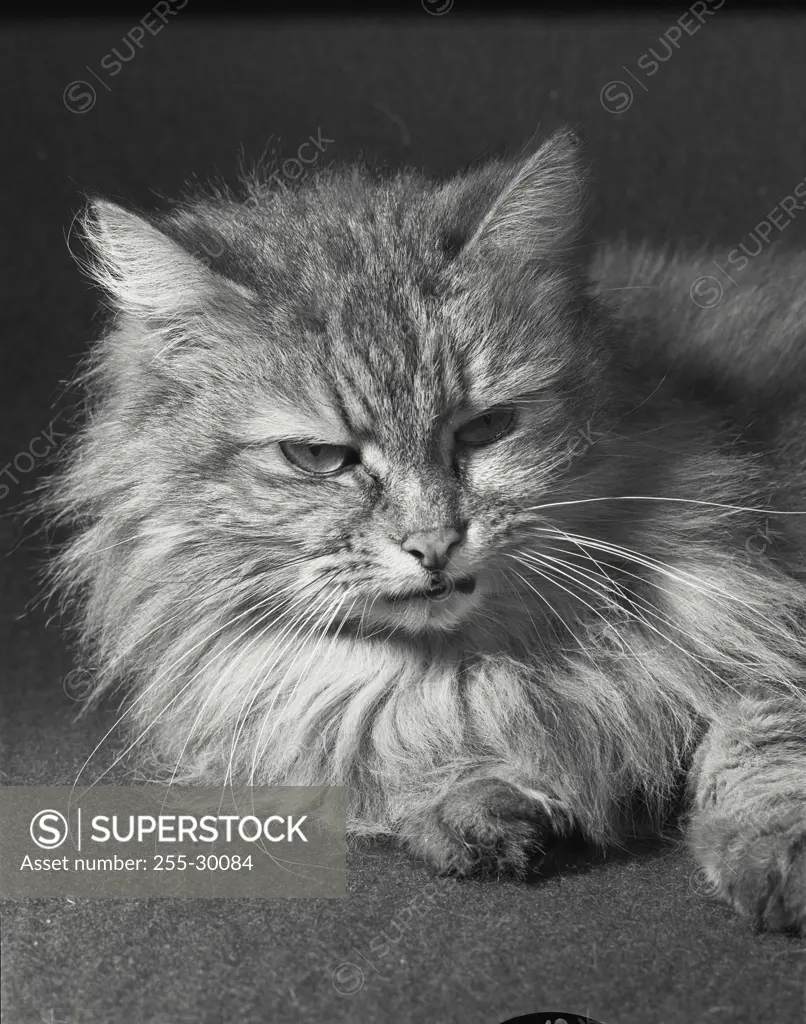 Vintage Photograph. Portrait of kitten on rug.