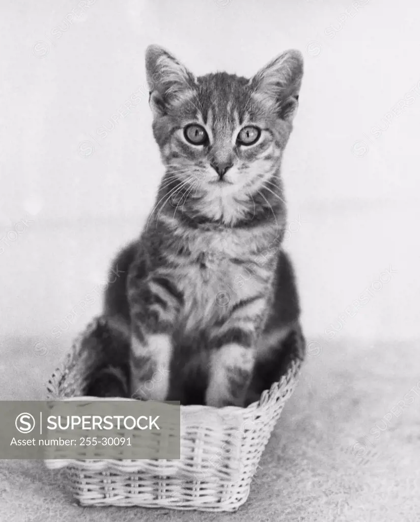 Kitten sitting in a basket