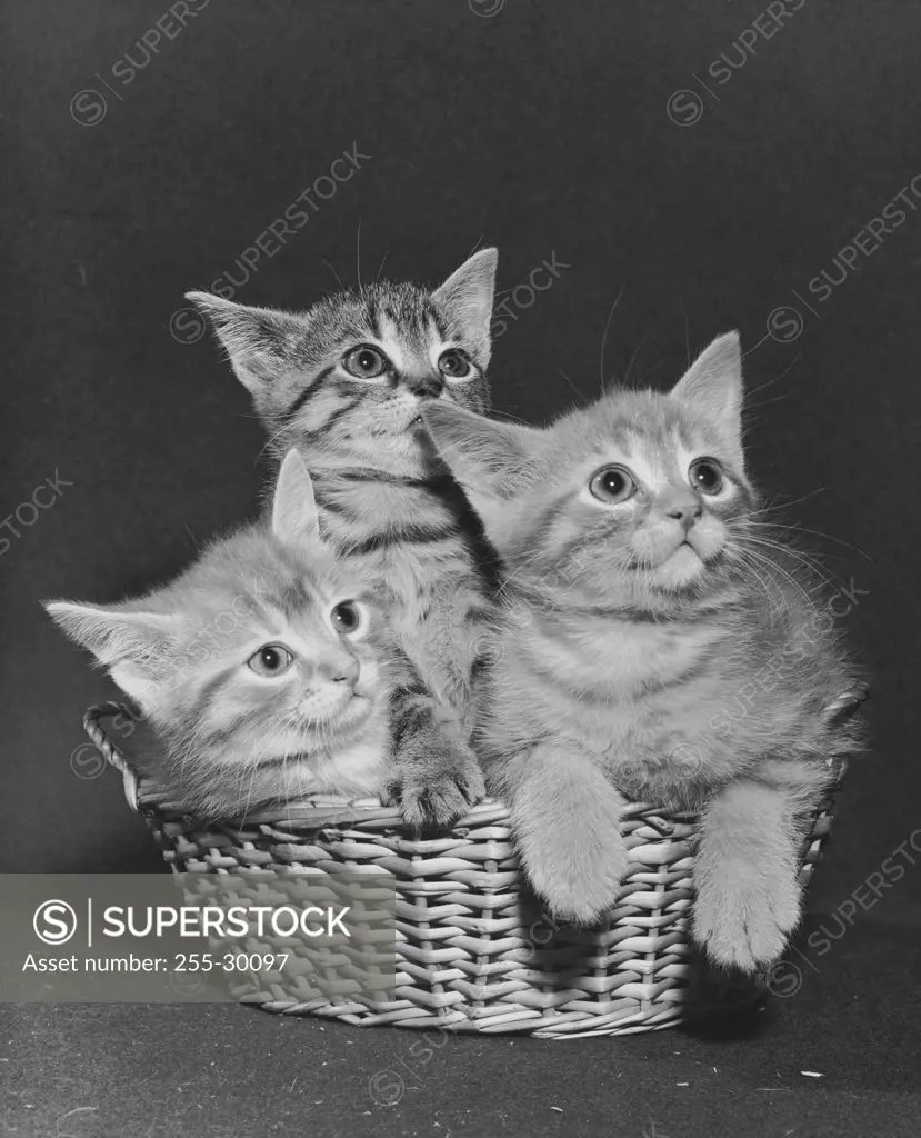 Three kittens in a basket