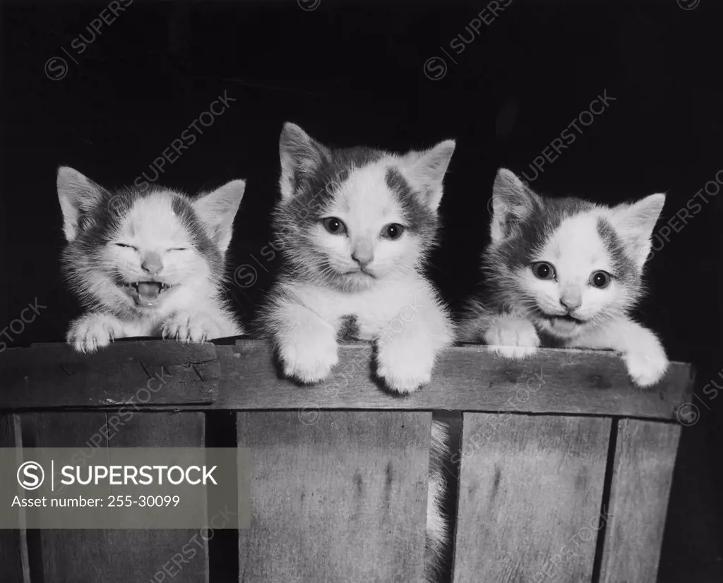 Three kittens in a basket