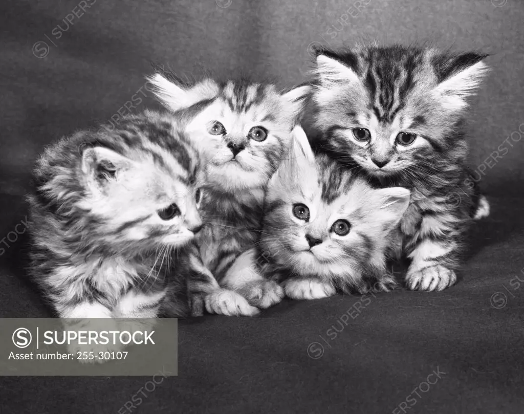 Four kittens sitting