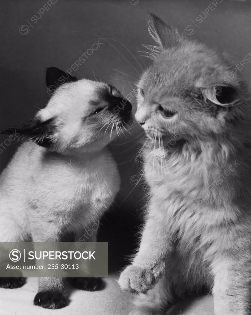 Two kittens sniffing each other