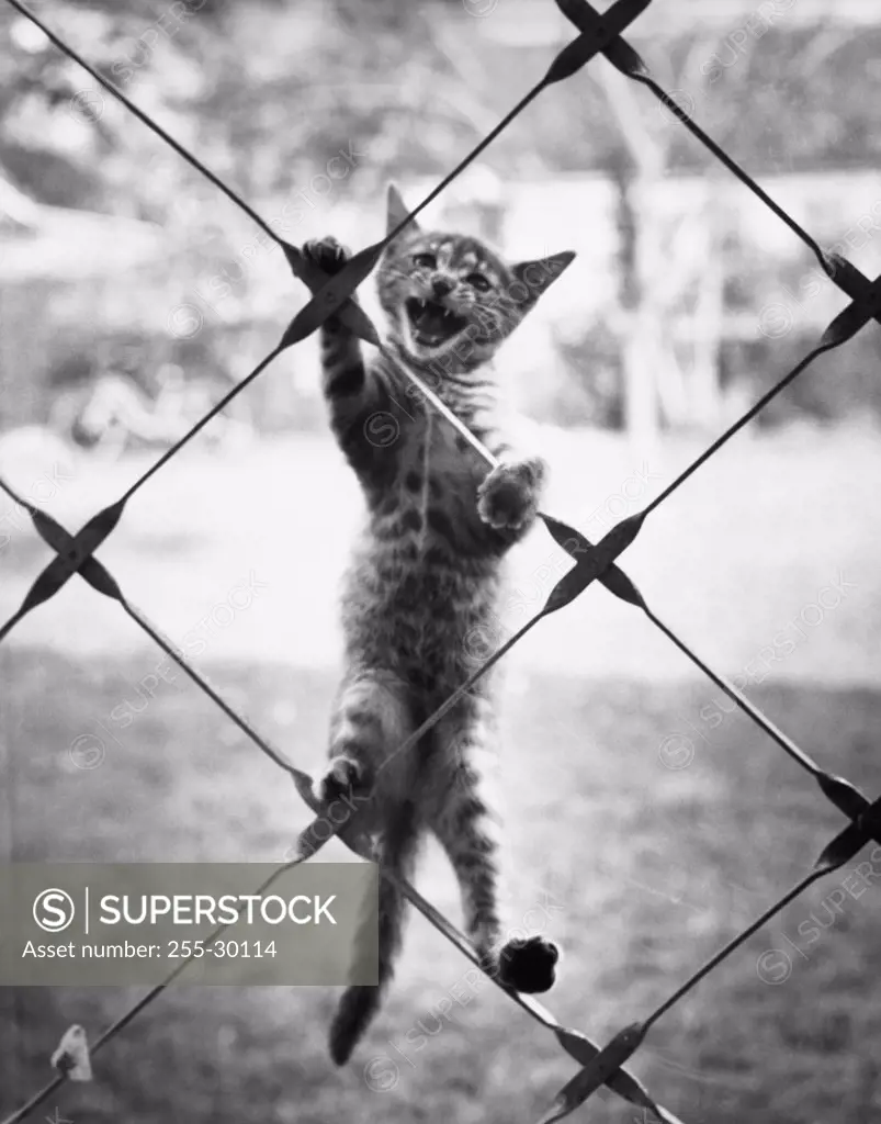 Cat climbing a chain-link fence