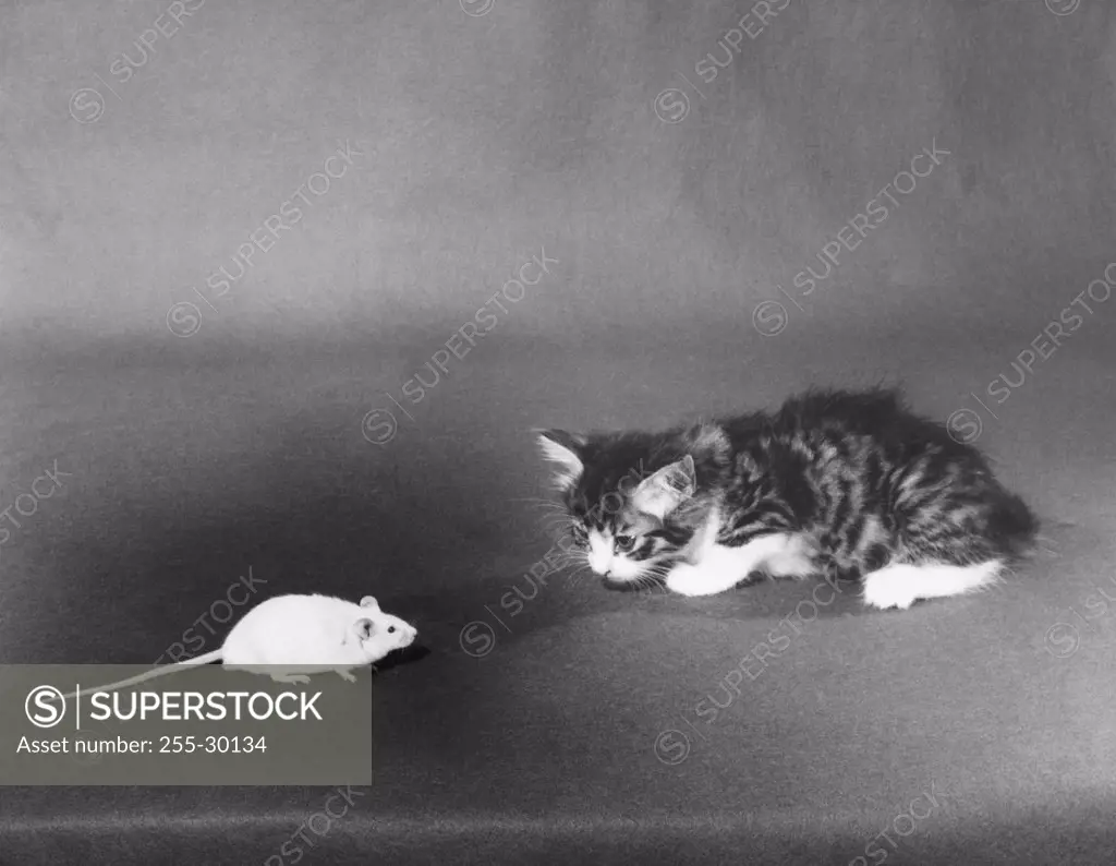 Mouse in front of a kitten
