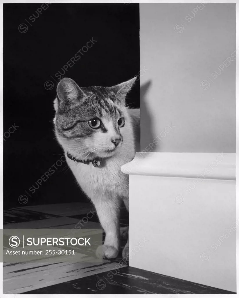 Cat peeking around a corner