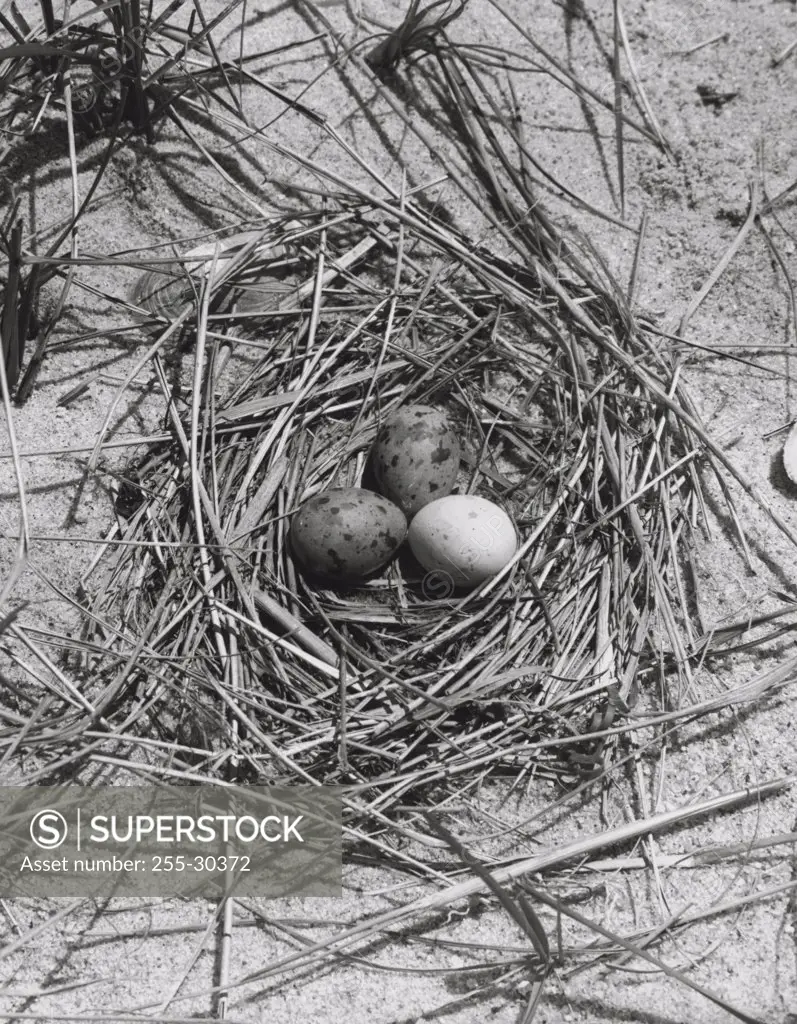 High angle view of three Common Tern's eggs in a nest