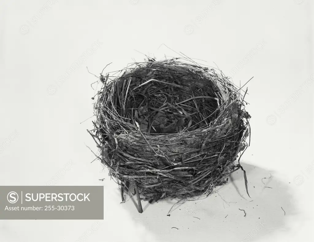 Vintage Photograph. Still life of a birds nest