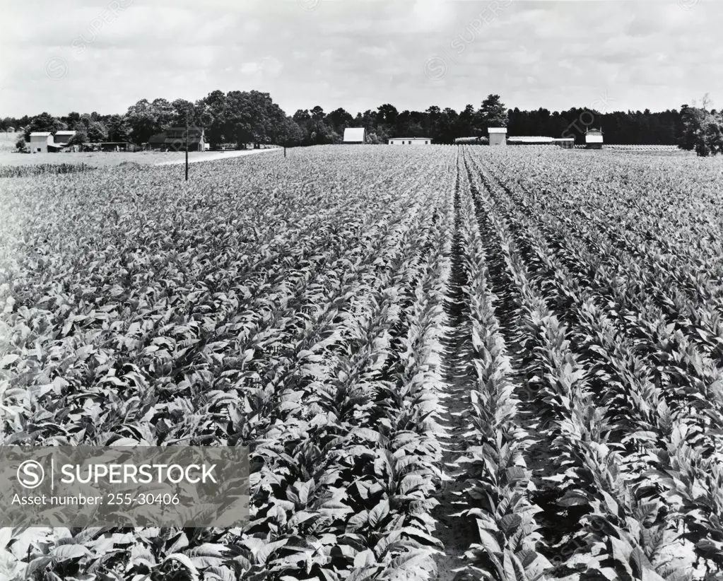 Tobacco crop in a field, North Carolina, USA