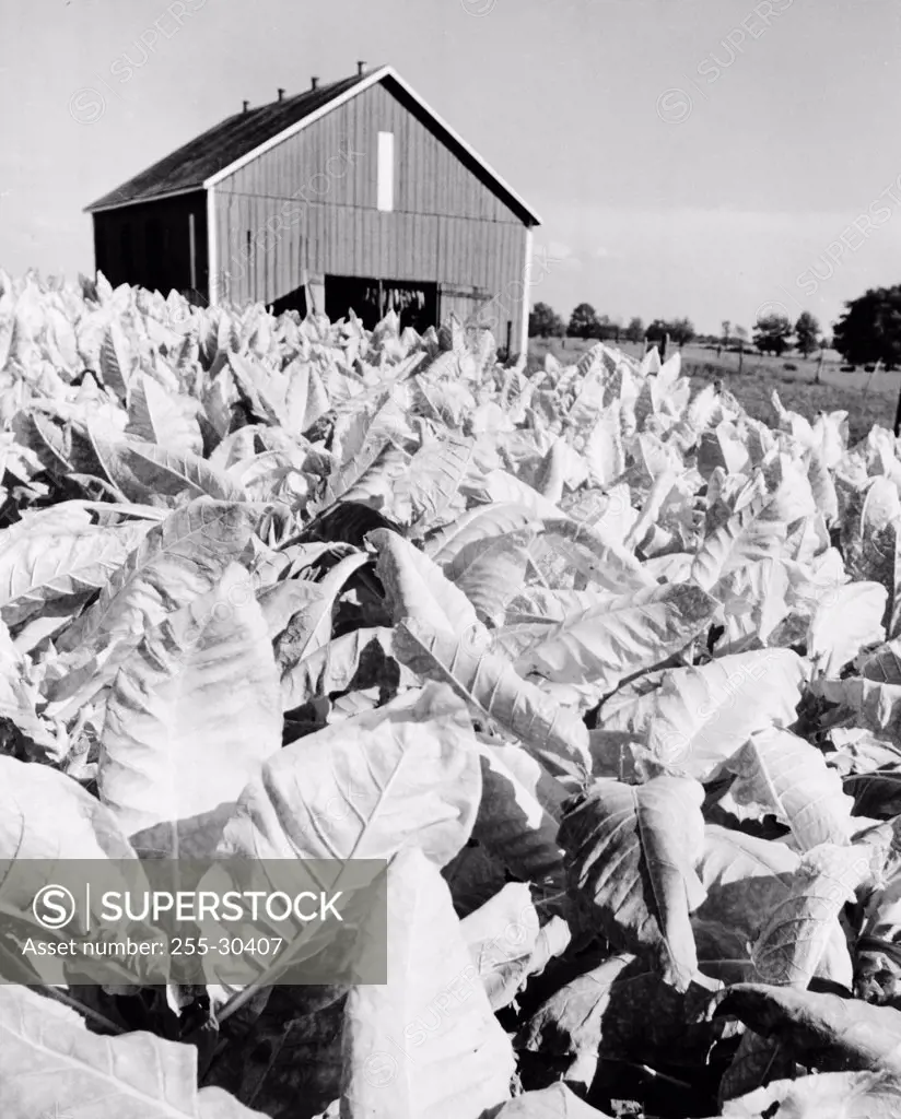 Burley tobacco crop in a field, Kentucky, USA