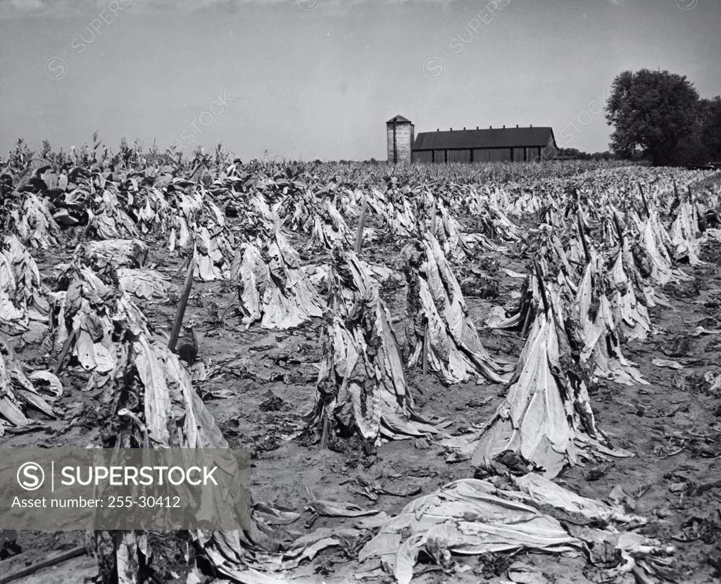 Tobacco crop in a field, Lexington, Kentucky, USA