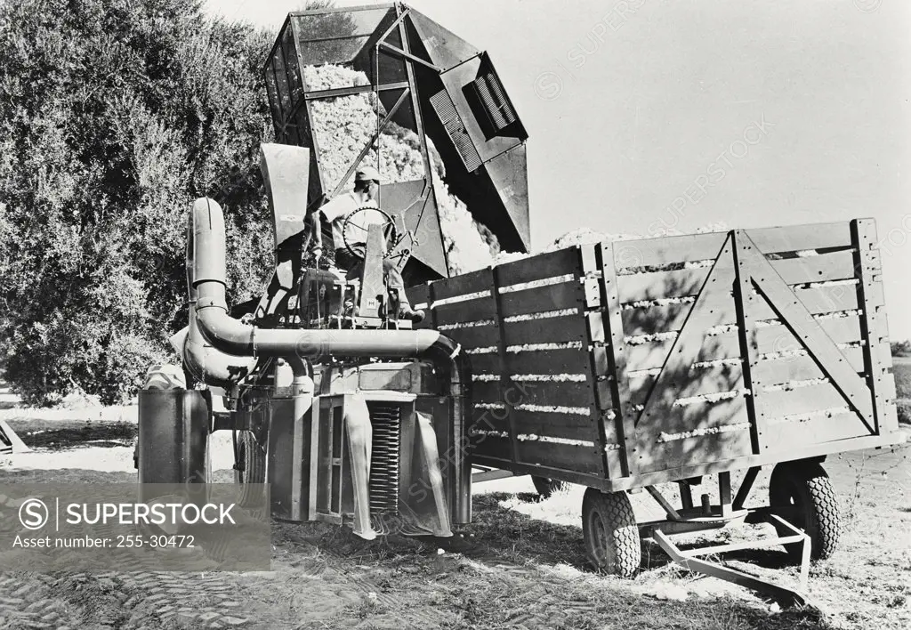 Vintage photograph. Man sitting on a cotton picking machine