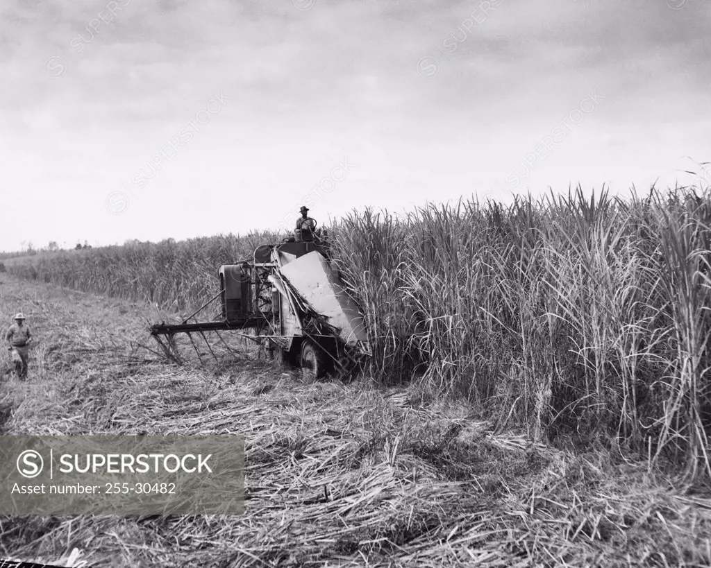 Farmers harvesting sugar cane crop with a combine in a field, Plaquemine, Louisiana, USA