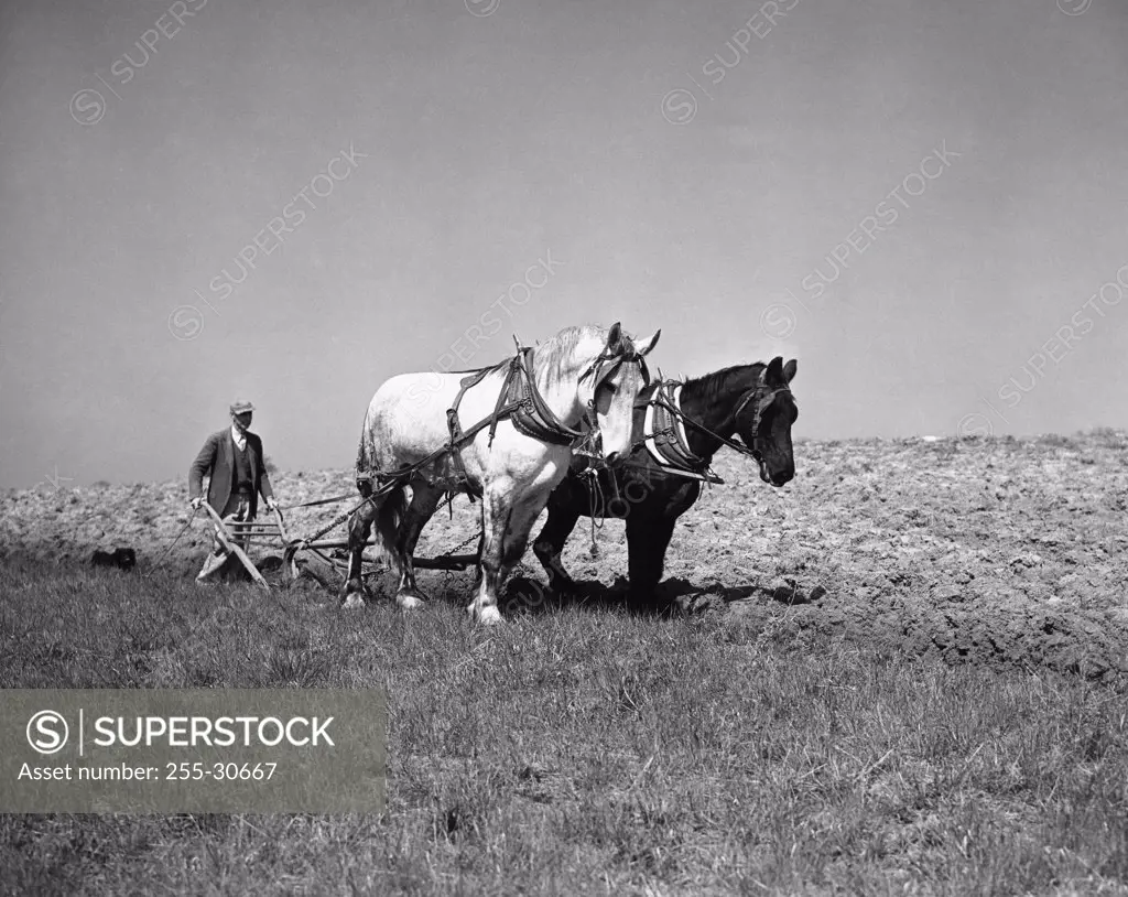 Farmer plowing a field with two horses, Fairfield, Virginia, USA