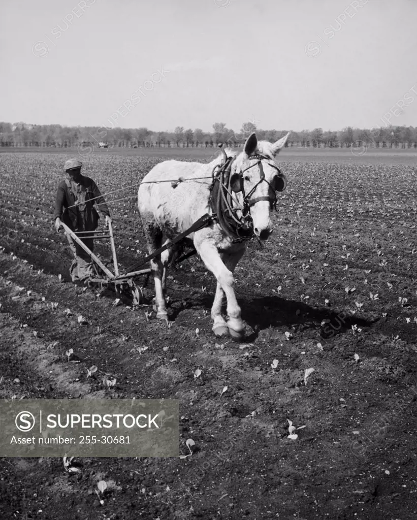 Horse plowing a field