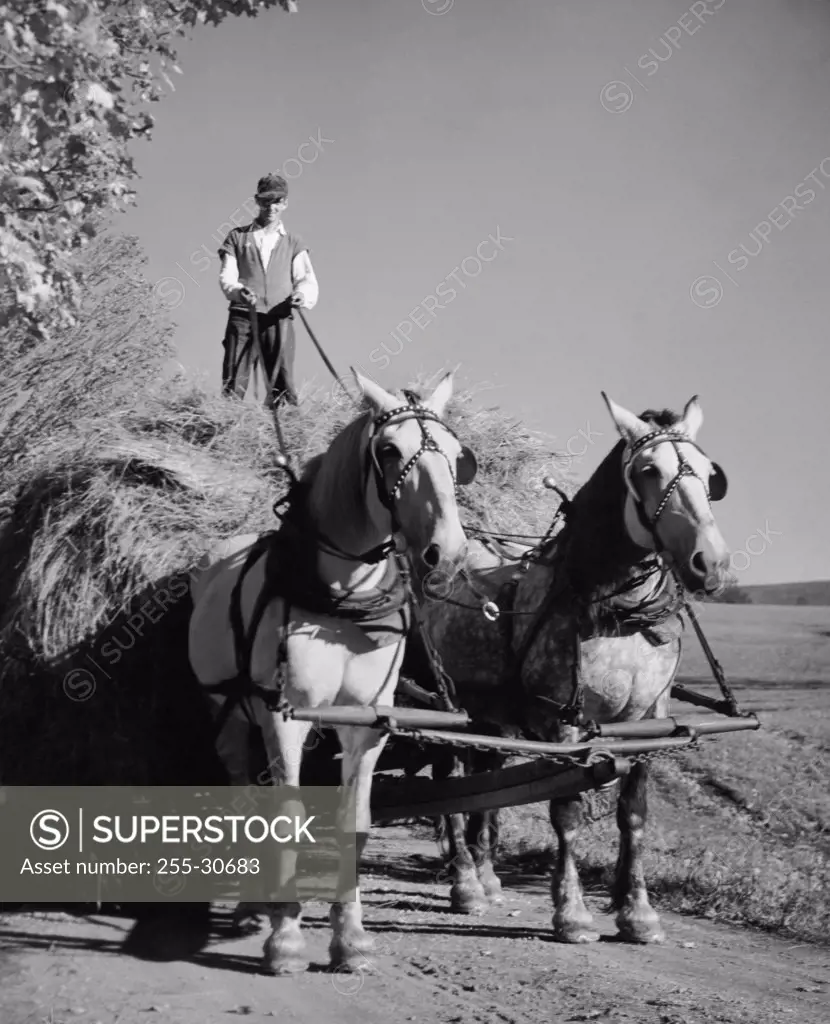 Farmer riding a horse cart