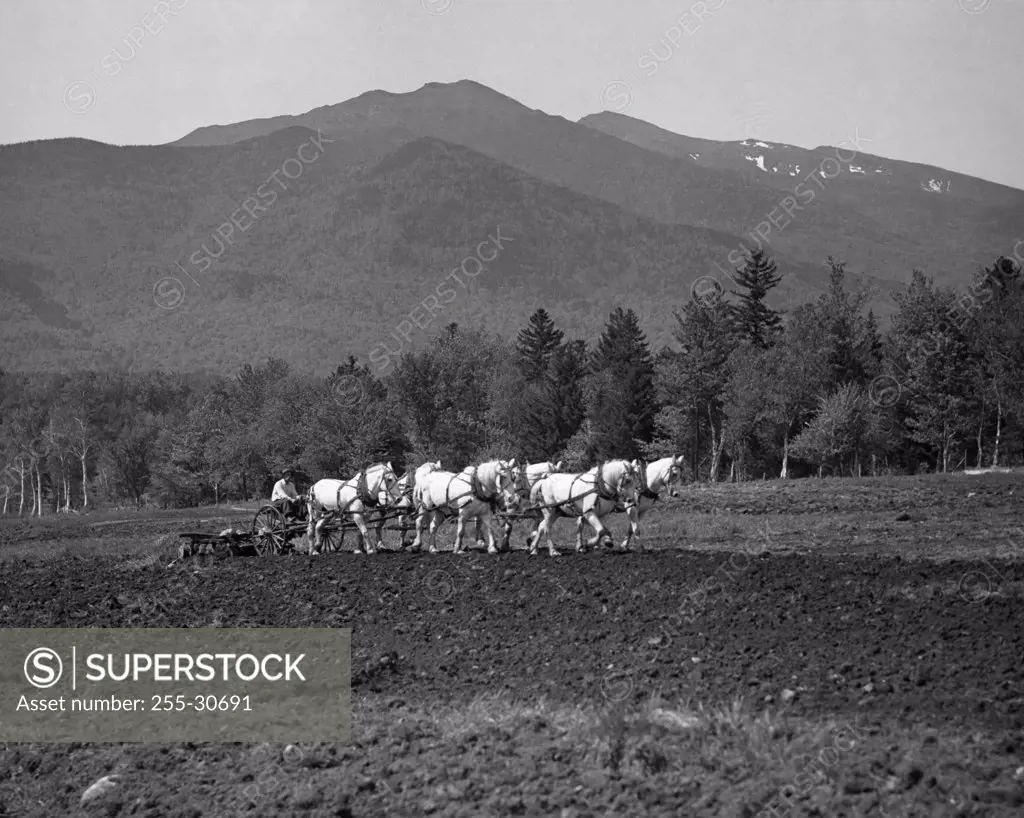 Group of horses pulling a harrow in a field, New Hampshire, USA