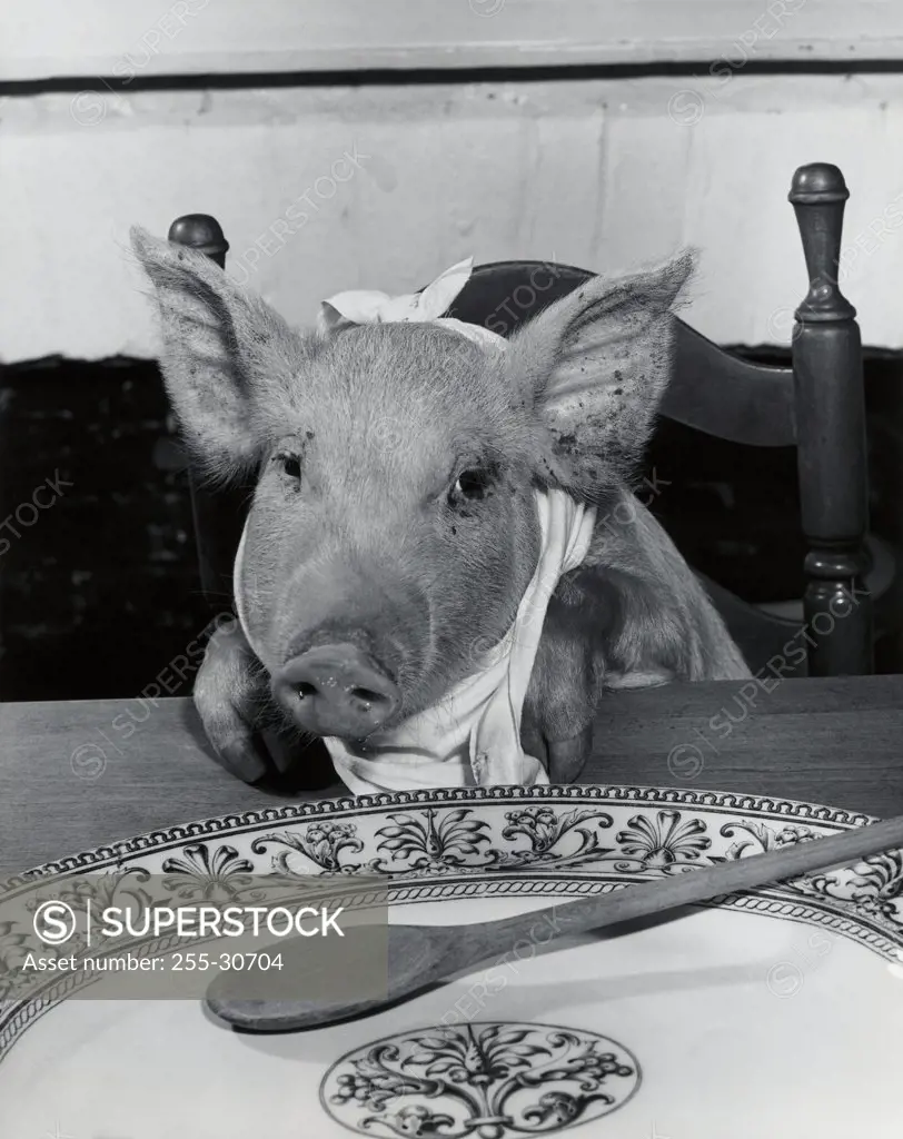 Close-up of a pig sitting at a dining table (Sus Scrofa)