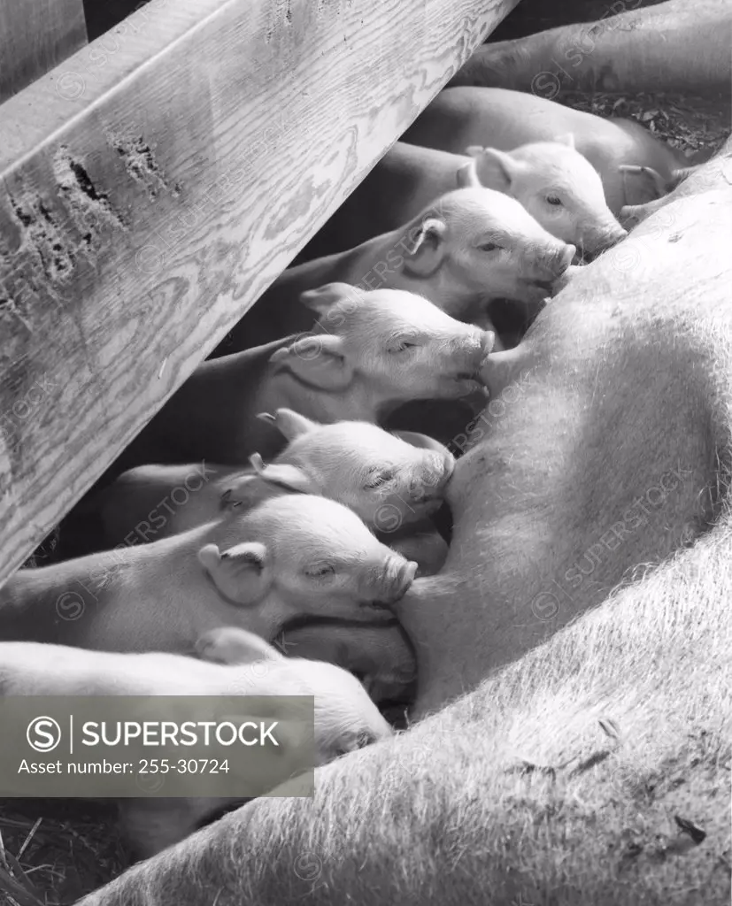 Close-up of piglets eating