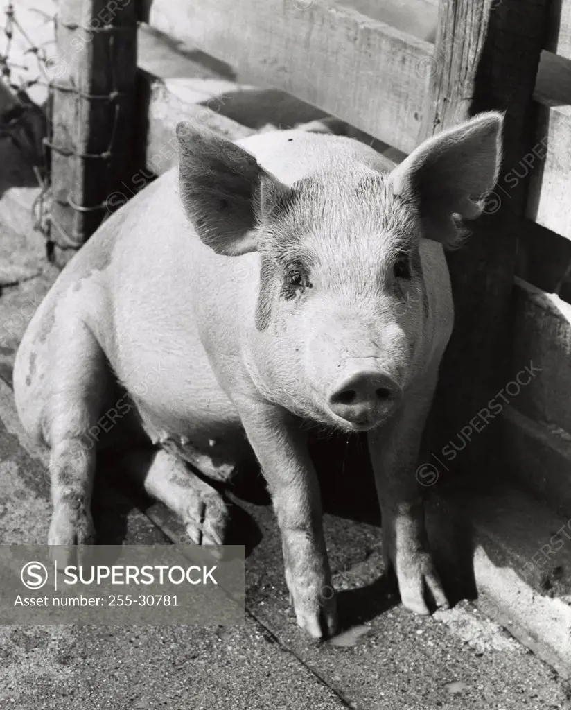 High angle view of a pig