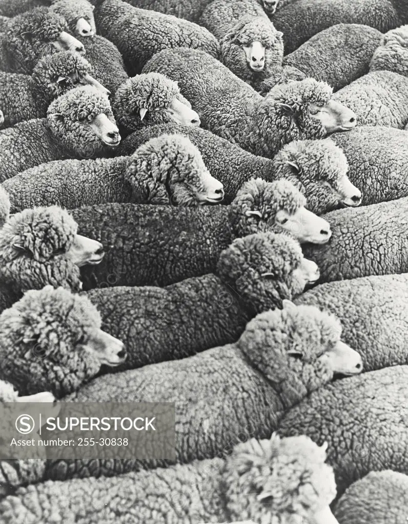 Vintage photograph. Crossbred ewes in Western District of Victoria, Australia