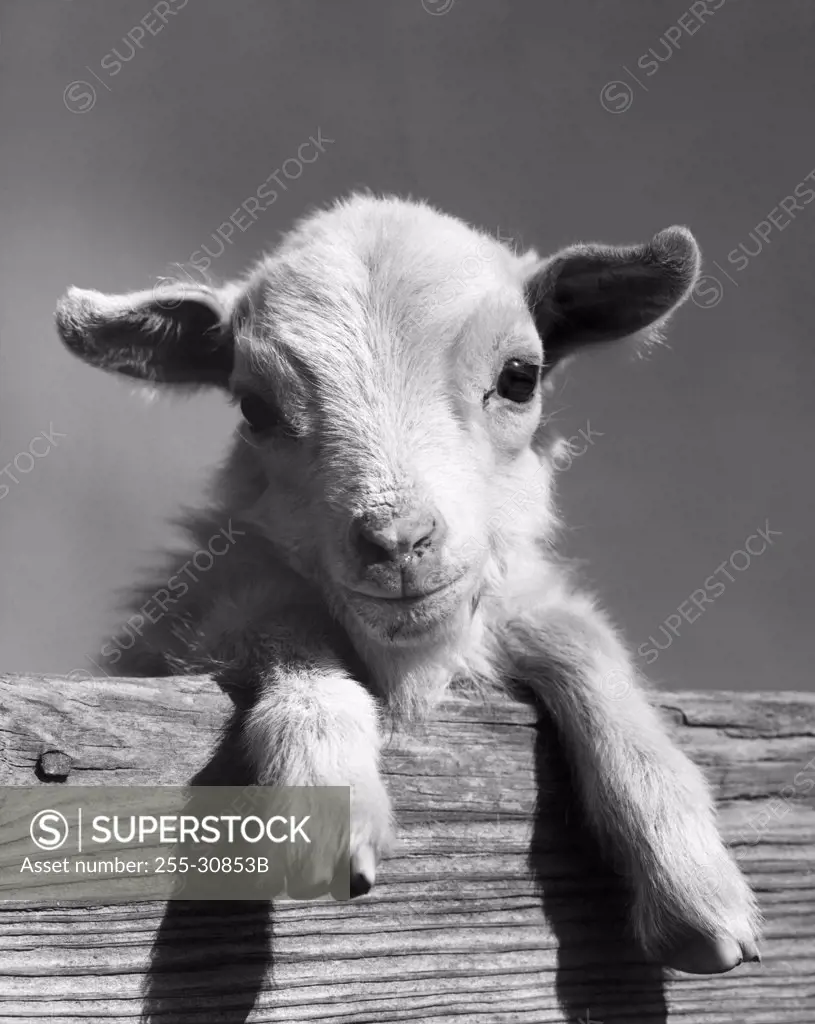 Close-up of a lamb leaning over a plank