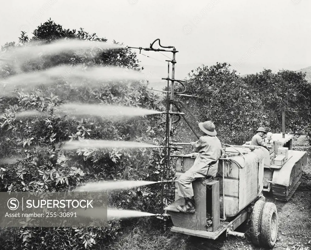 Vintage photograph. General pest control is the object as a caterpillar D4 tractor pulls at 3:50 gallon John bean spray rig and a Valencia orange grove near Del Mar California
