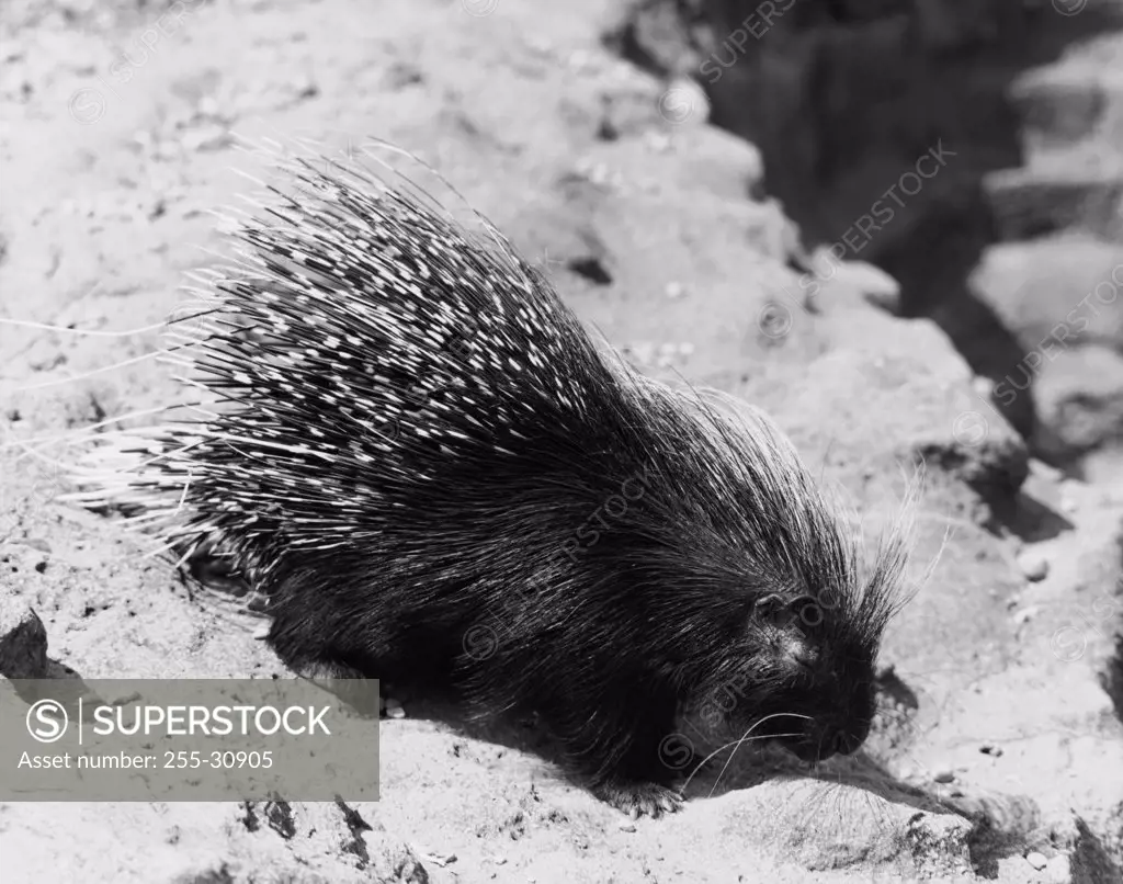 Porcupine on sand