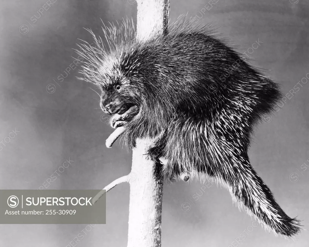 Porcupine perching on a branch (Erethison dorsatum)