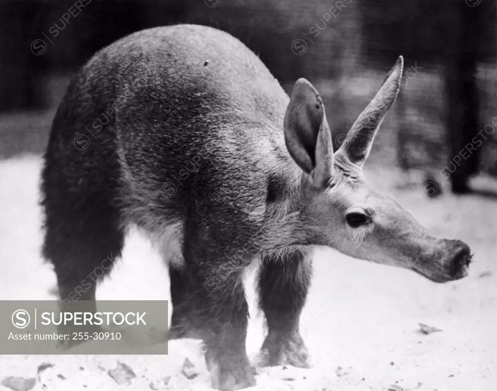 Aardvark standing (Orycteropus afer)