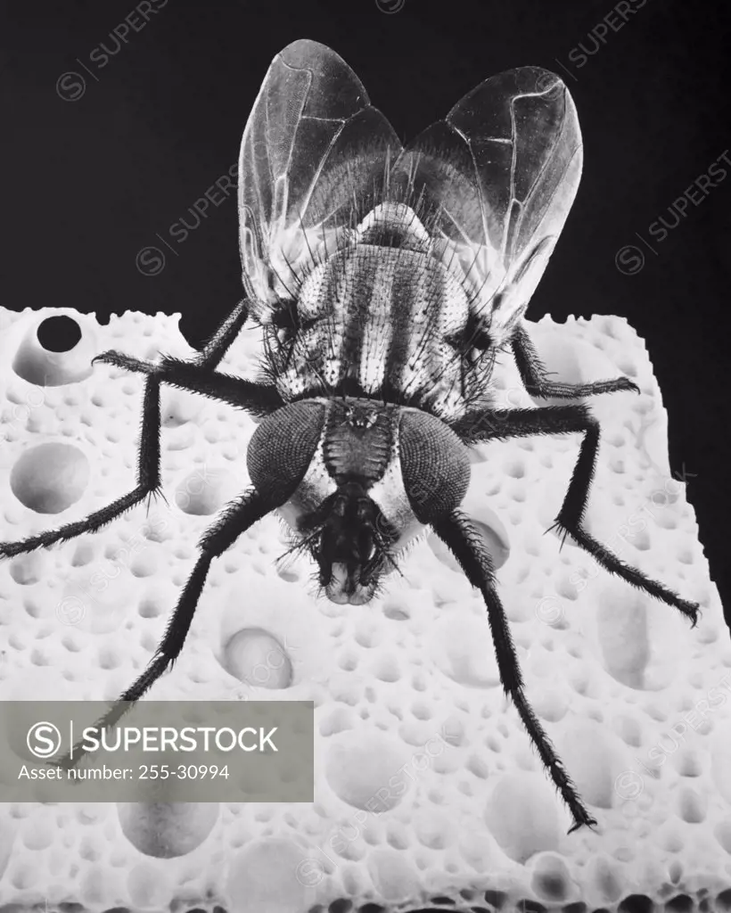 Vintage Photograph. Close up of housefly on sponge