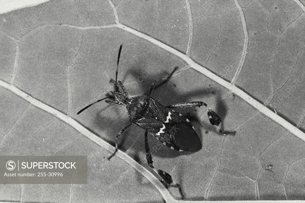Vintage Photograph. Closeup of Leaf-footed Plant Bug (Leptoglossus)