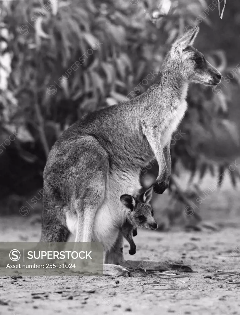 Side profile of a kangaroo with its joey